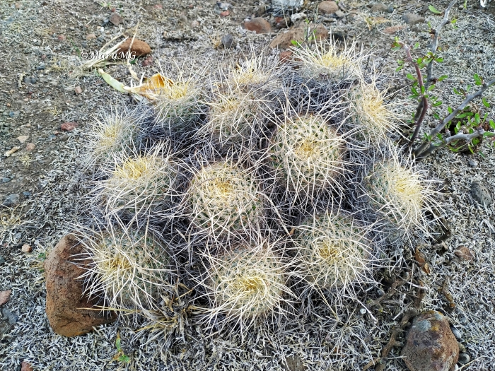 Mammillaria muehlenpfordtii image