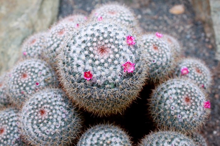 Mammillaria parkinsonii image