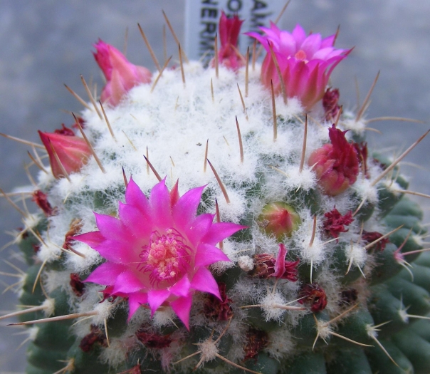 Mammillaria polythele image