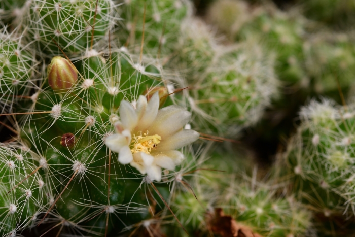 Mammillaria prolifera image