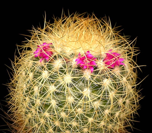 Mammillaria rhodantha image