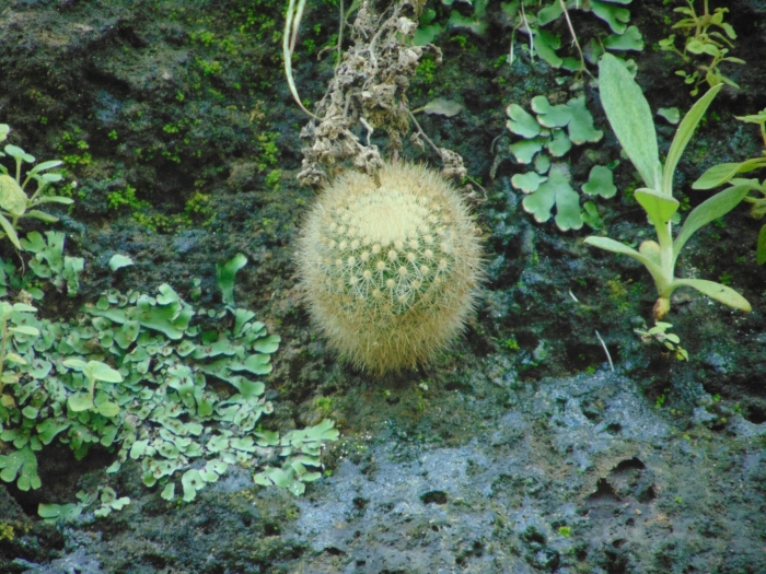 Mammillaria spinosissima image