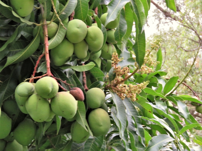 Mangifera indica image