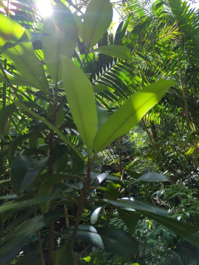 Manilkara bidentata image