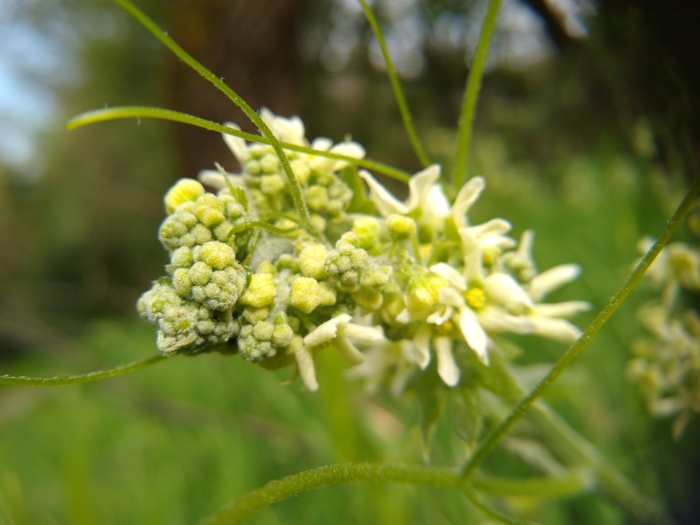 Marah fabacea image