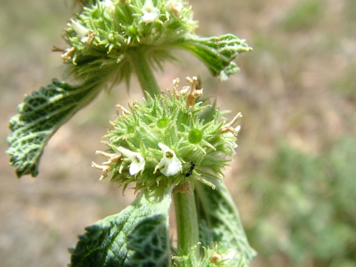 Marrubium vulgare image