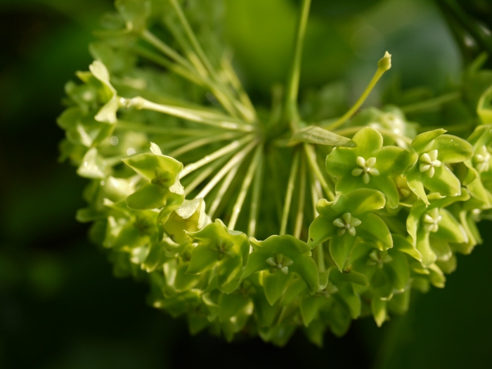 Marsdenia volubilis image