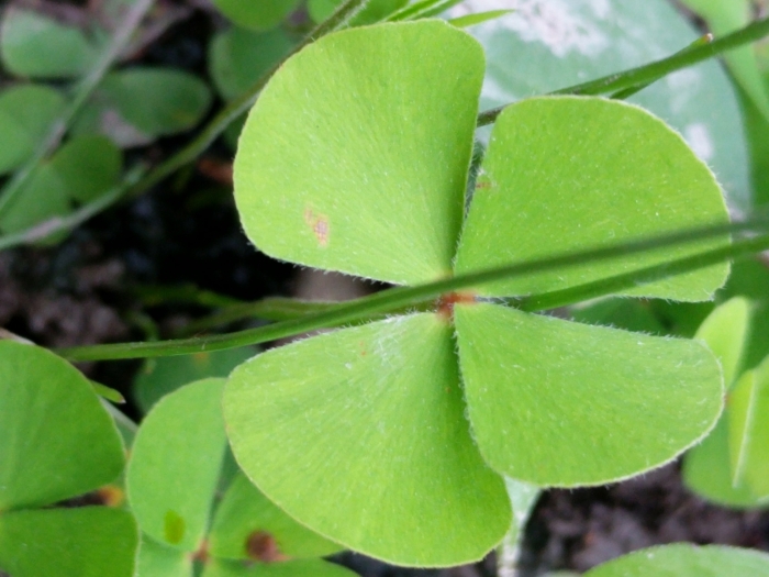 Marsilea macropoda image