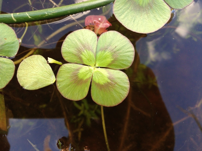 Marsilea mutica image