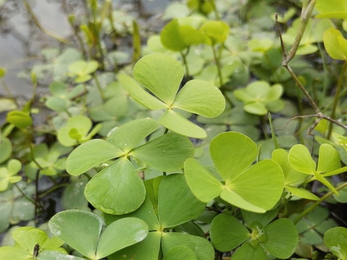 Marsilea quadrifolia image