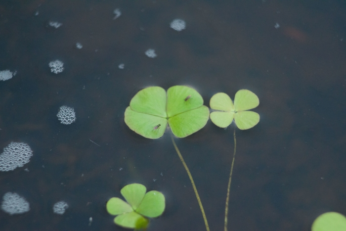 Marsilea villosa image