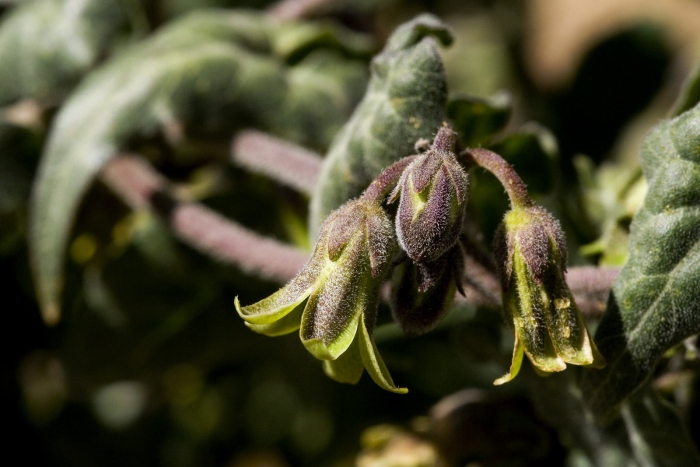 Matelea producta image