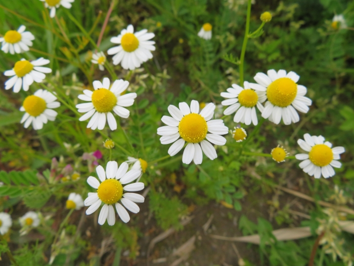 Matricaria chamomilla image