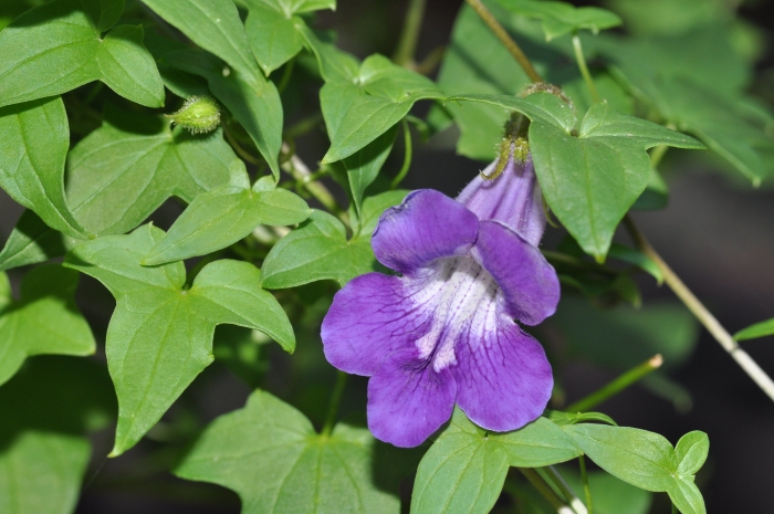 Maurandella antirrhiniflora image