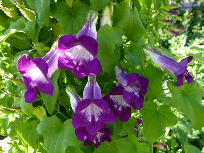 Maurandya barclayana image