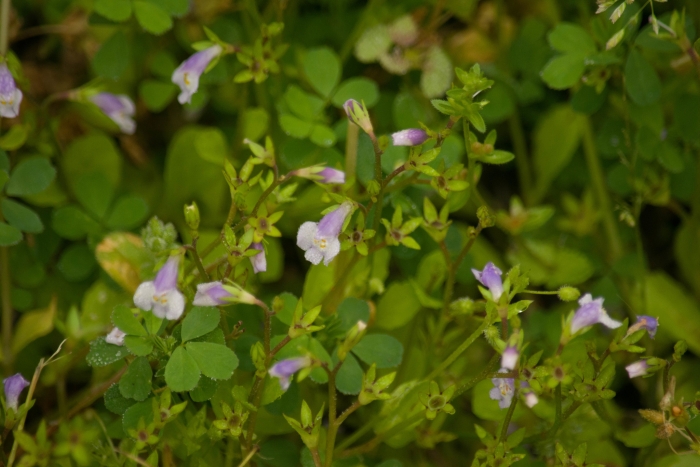 Mazus pumilus image
