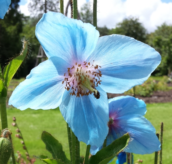 Meconopsis baileyi image