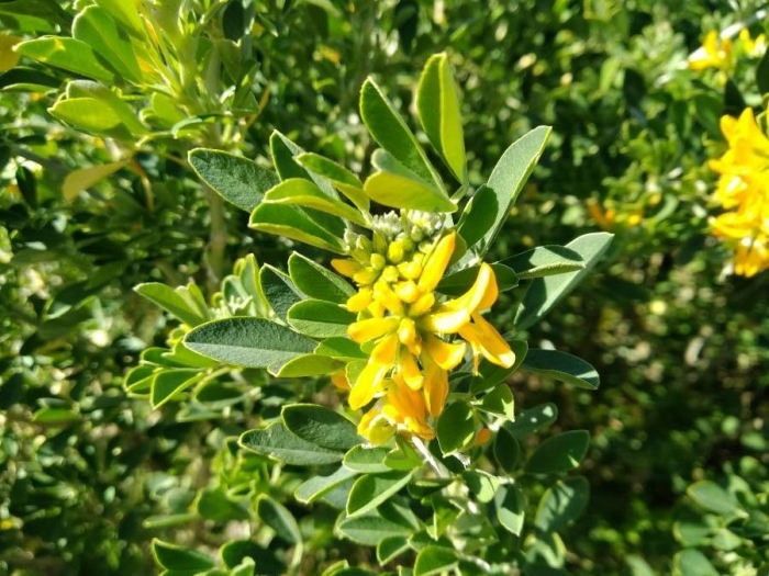 Medicago arborea image