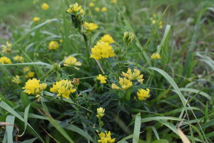 Medicago falcata image