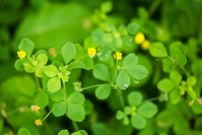 Medicago lupulina image