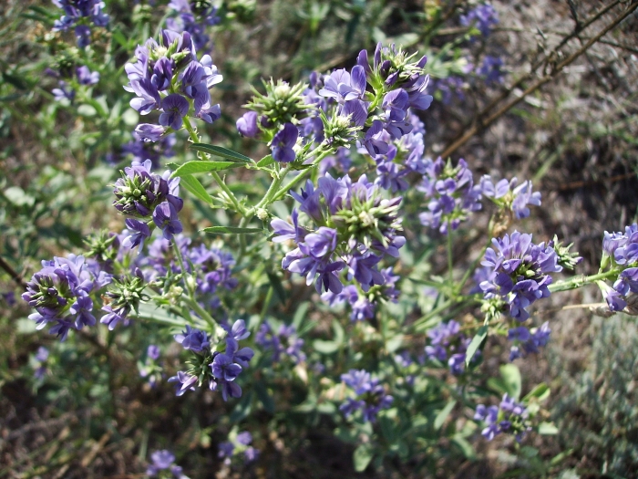 Medicago sativa image