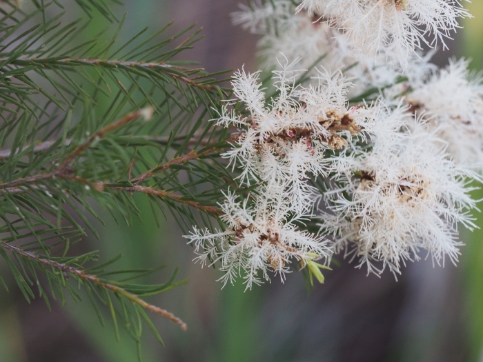 Melaleuca alternifolia image