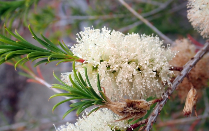 Melaleuca armillaris image