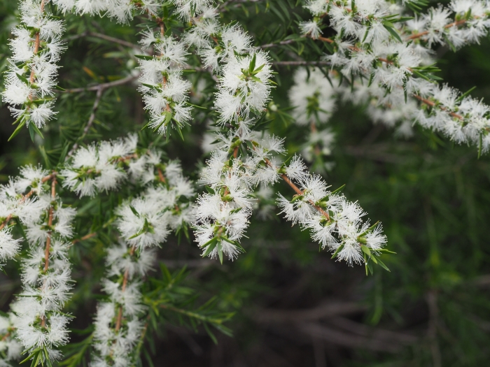 Melaleuca bracteata image
