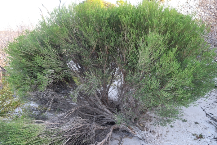 Melaleuca brevifolia image