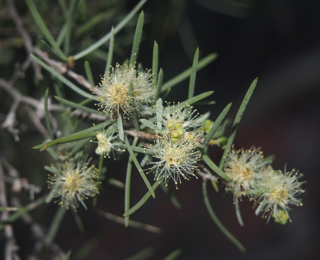Melaleuca glomerata image
