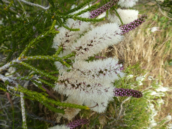 Melaleuca huegelii image