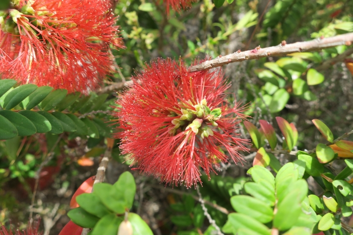 Melaleuca hypericifolia image