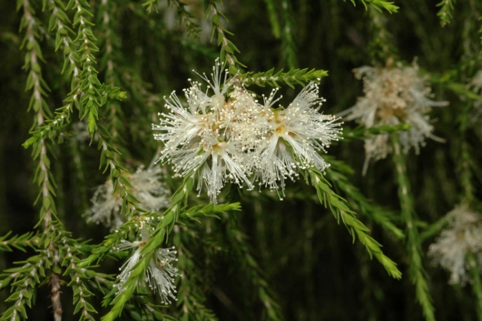 Melaleuca irbyana image
