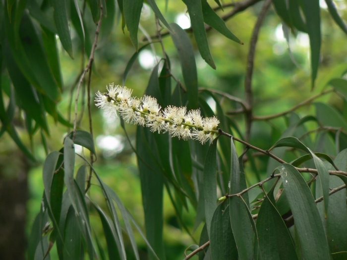 Melaleuca leucadendra image