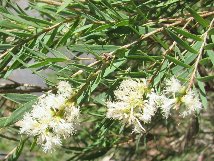 Melaleuca linariifolia image