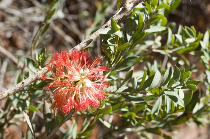 Melaleuca macronychia image