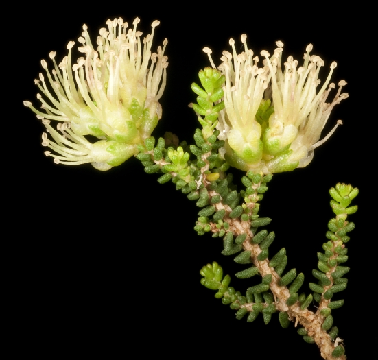 Melaleuca micromera image