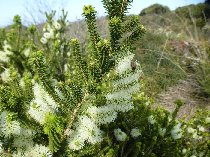 Melaleuca microphylla image