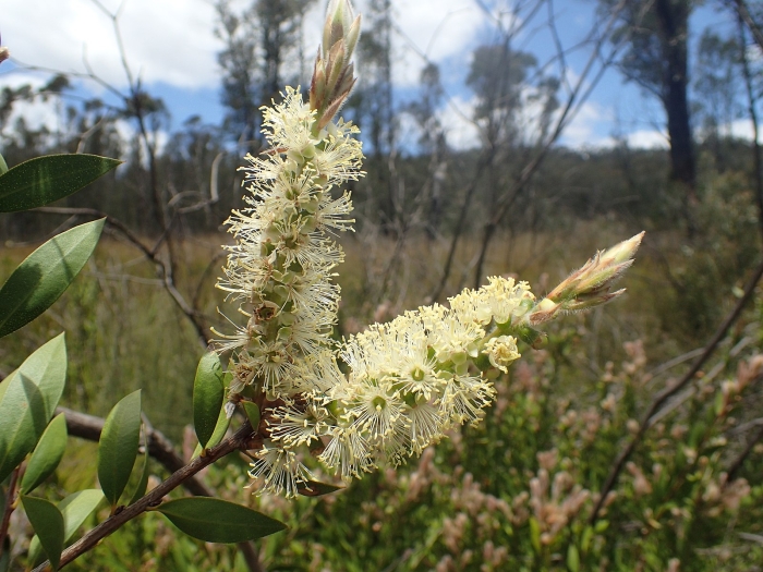 Melaleuca pallida image