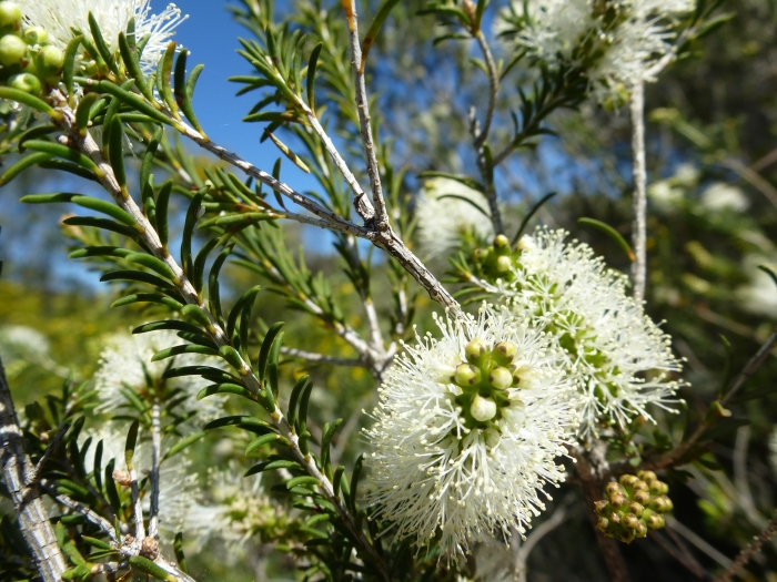 Melaleuca rhaphiophylla image