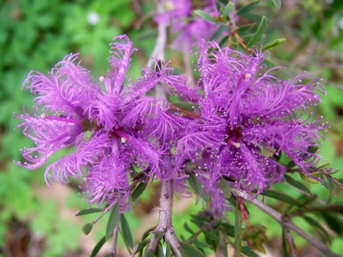 Melaleuca thymifolia image