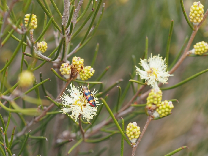 Melaleuca uncinata image