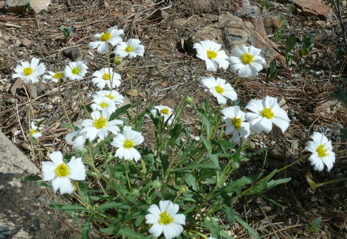 Melampodium leucanthum image