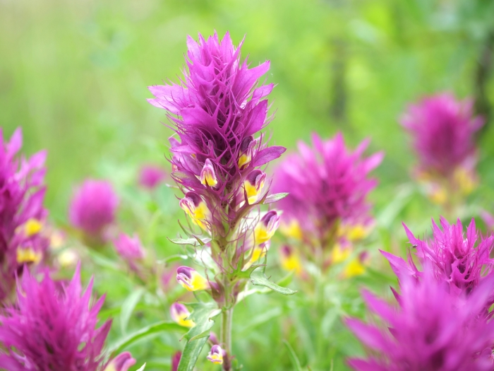 Melampyrum arvense image