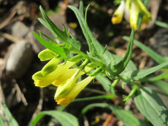 Melampyrum pratense image