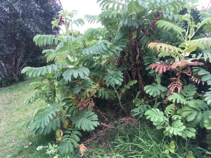 Melianthus major image