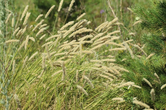 Melica altissima image