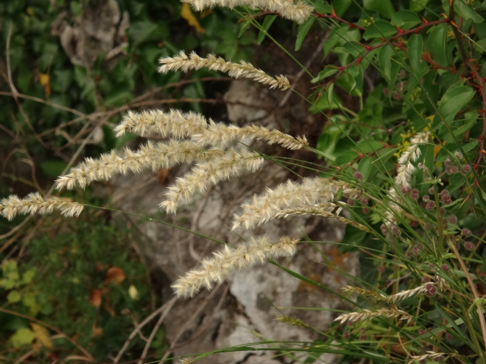 Melica ciliata image