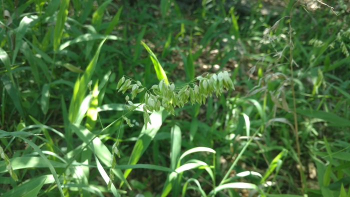 Melica nitens image