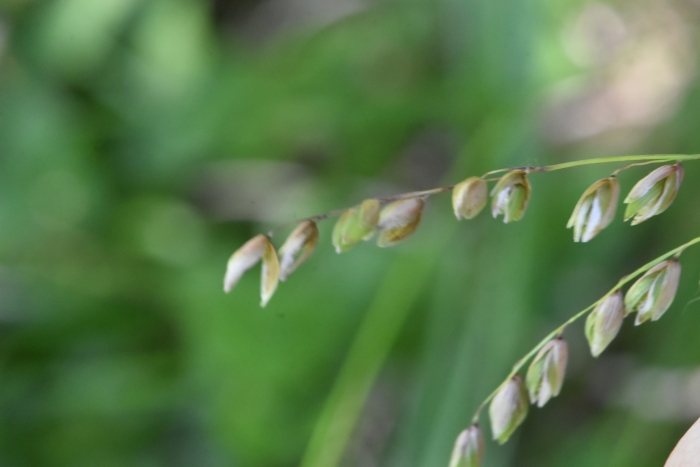 Melica nutans image